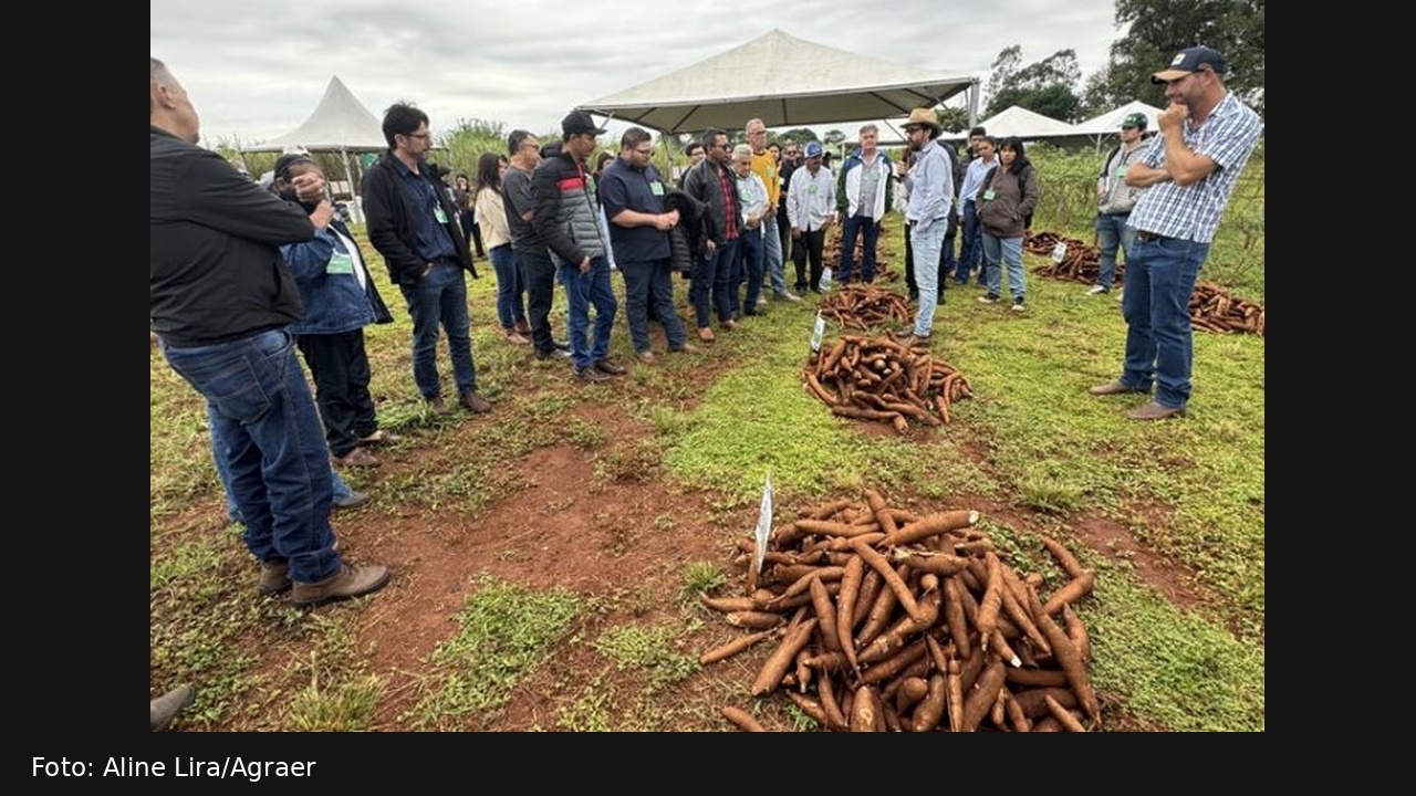 Pesquisa avalia novo material de mandioca para produtores de Mato Grosso do Sul